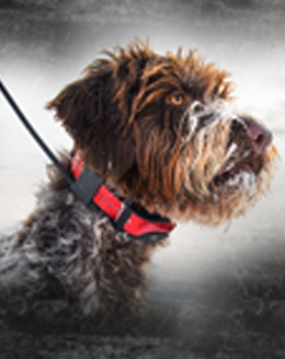 SportDog Kit Tek 2.0 Palmare + Colare GPS - CANICOM