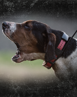 SportDog Kit Tek 2.0 Palmare + Colare GPS - CANICOM