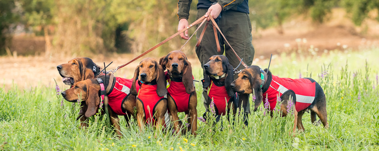 Gilet per cani antizanna Solengo J45 - CANICOM