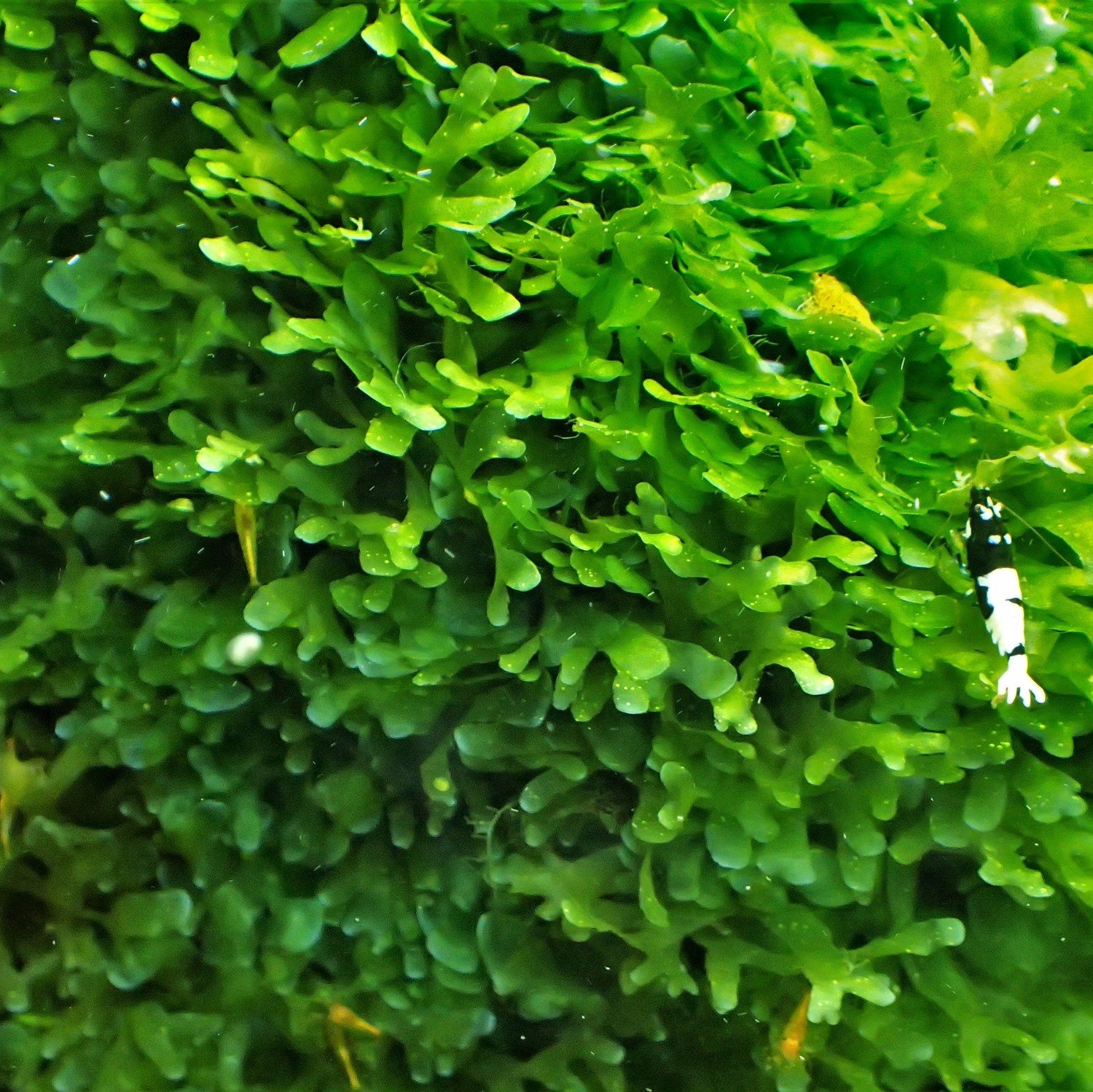 Subwassertang 8g - Lomariopsisl Lineata