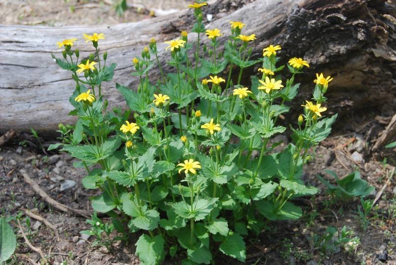 Arnica Infused Oil IO-ARN
