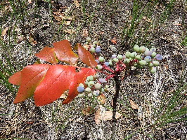 Oregon Grape Root Infused Oil Oregon Grape Root Infused Oil