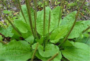 Plantain Infused Oil IO-PLNTN