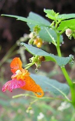 Jewelweed Infused Oil IO-JEWL
