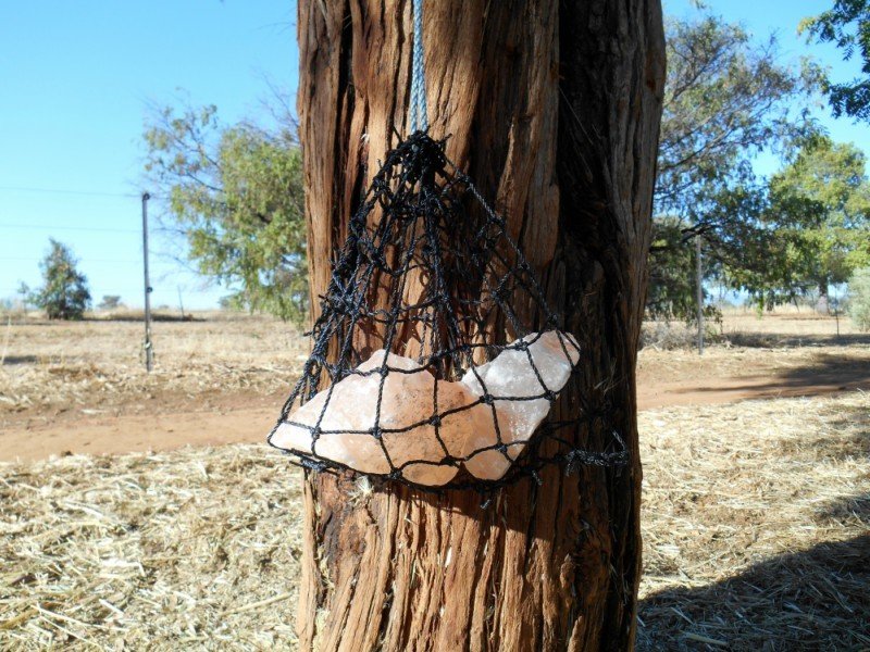 GutzBusta Lick Net WITH Salt