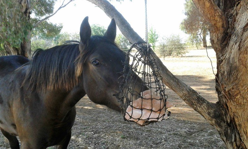GutzBusta Lick Net WITH Salt