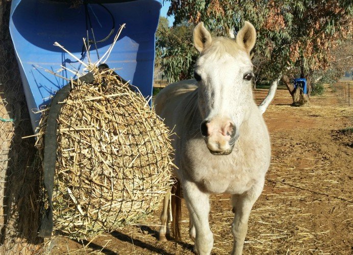 Small Gutzbusta Slow Feed Hay Net Shop Gutzbusta Slow Feed