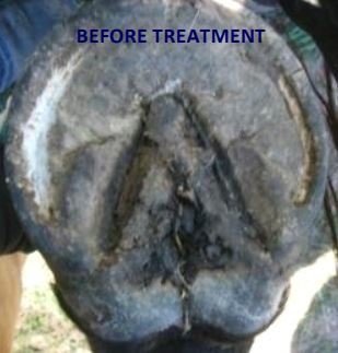 Before treatment with ThrushEze