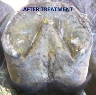 After treatment with ThrushEze