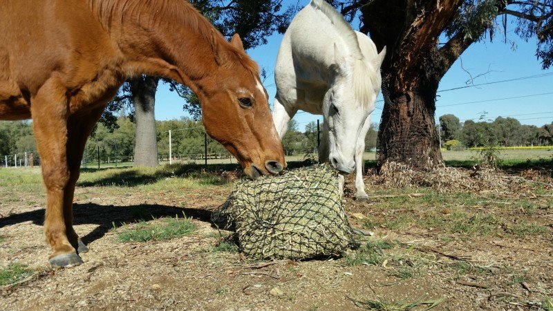 4cm GutzBusta Medium Hay Net 60 ply
