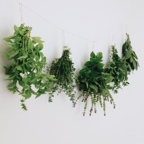 Herbal Infused Oils with Mountain Aven Herbal - June 24 00042