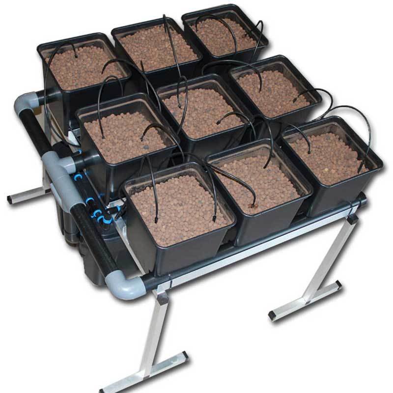 Dutch Bato 9 Pot Gro6