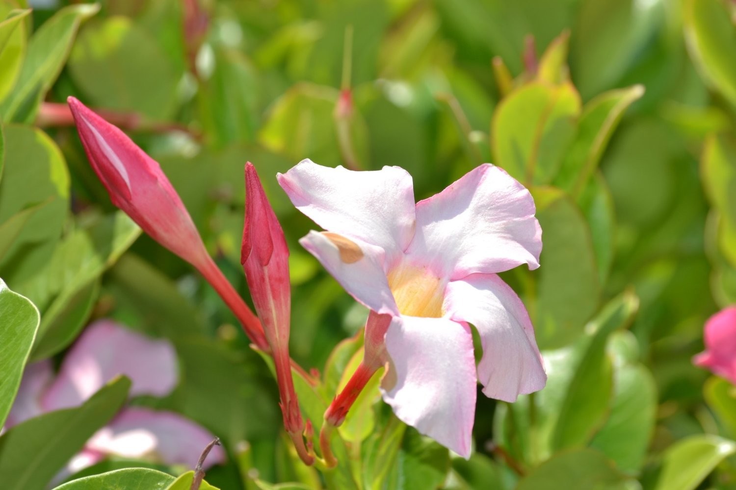 Dipladenia 200mm Pots