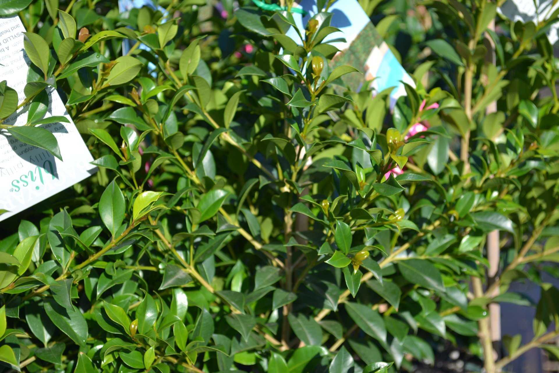 Syzygium Paniculata Lilly Pilly Backyard Bliss 200mm Pot