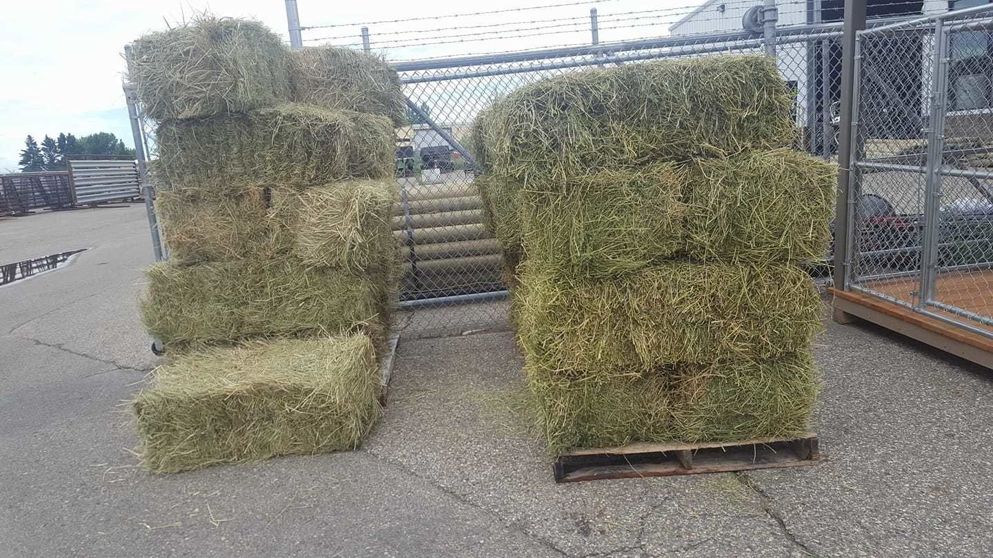 Small Square Alfalfa Hay Bale ALFALFAHAY