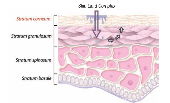 Virbac ALLERDERM Spot On Аллердерм Спот Он уп.6 шт х 2 мл