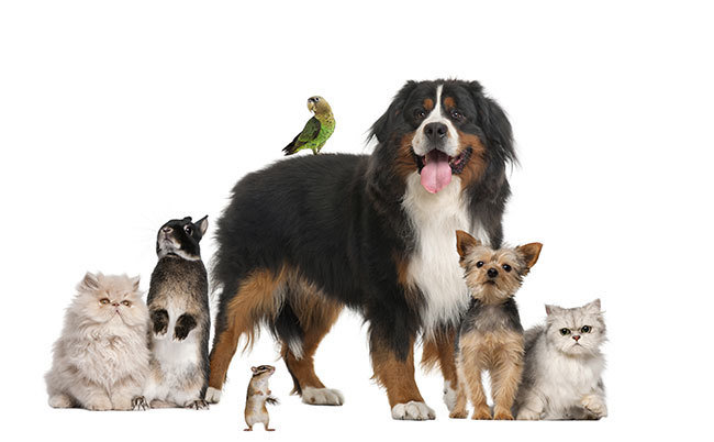 Allerpet Dog Dander Remover 355 мл