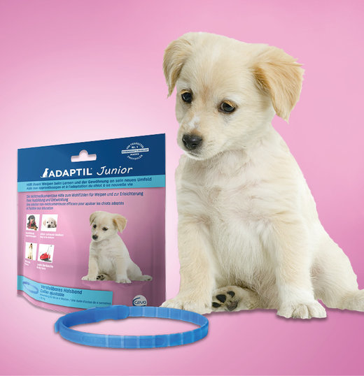 Adaptil Junior ошейник с феромонами для щенков 0075-A8