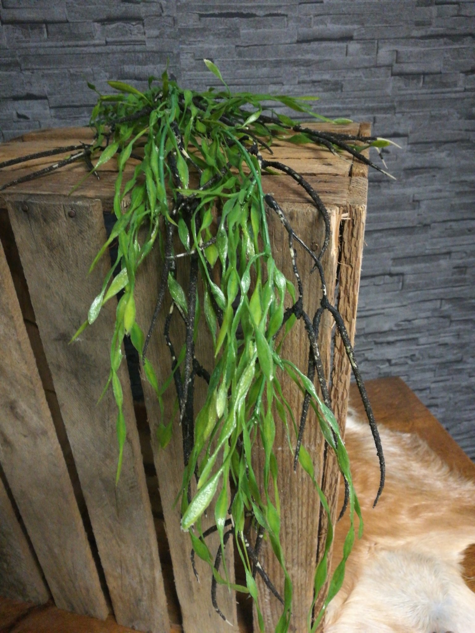 Asparagus spray kunst 01192