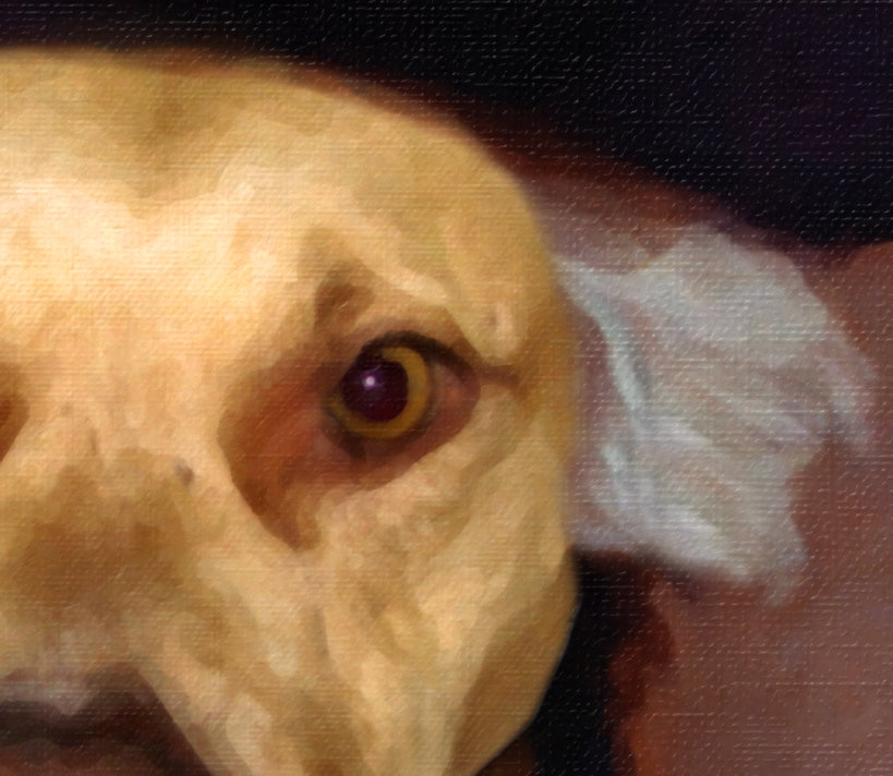 Dog Portrait