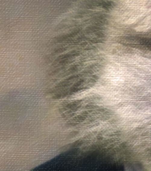 Monkey Portrait