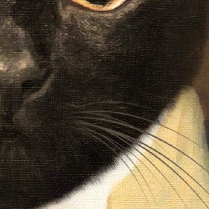 General Cat Portrait texture