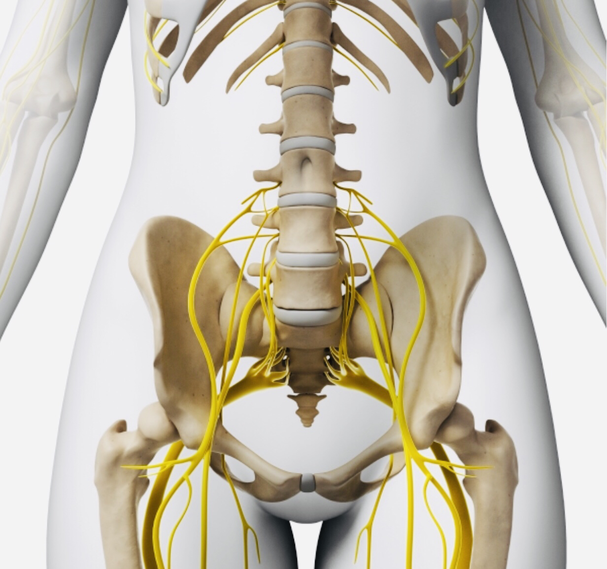 Advanced Anatomy for Mesh Removal 00002