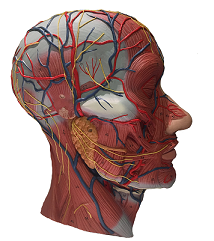 Facial Anatomy: Dissect and Inject Facial Anatomy: Dissect and Inject