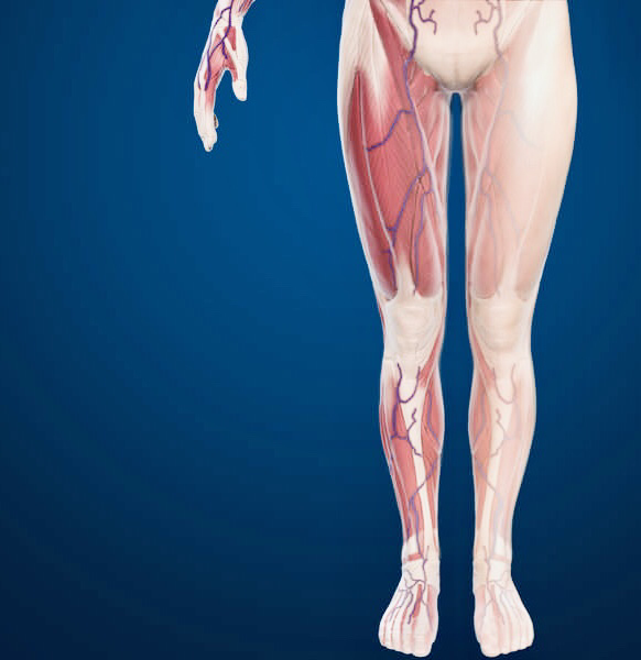 Advanced anatomy of the leg 00006