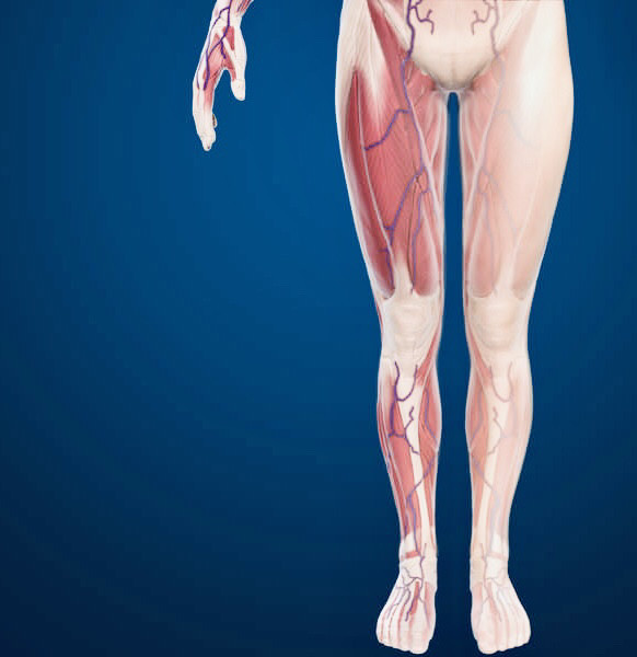 Advanced anatomy of the leg Advanced anatomy of the leg