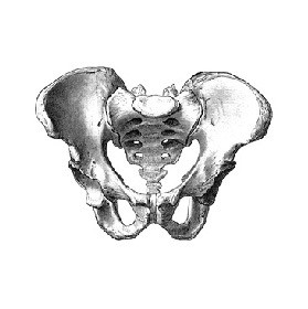 Posterior Compartment Posterior Compartment