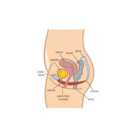 The Gynae Day 00008