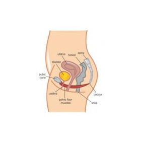 The Gynae Day The Gynae Day