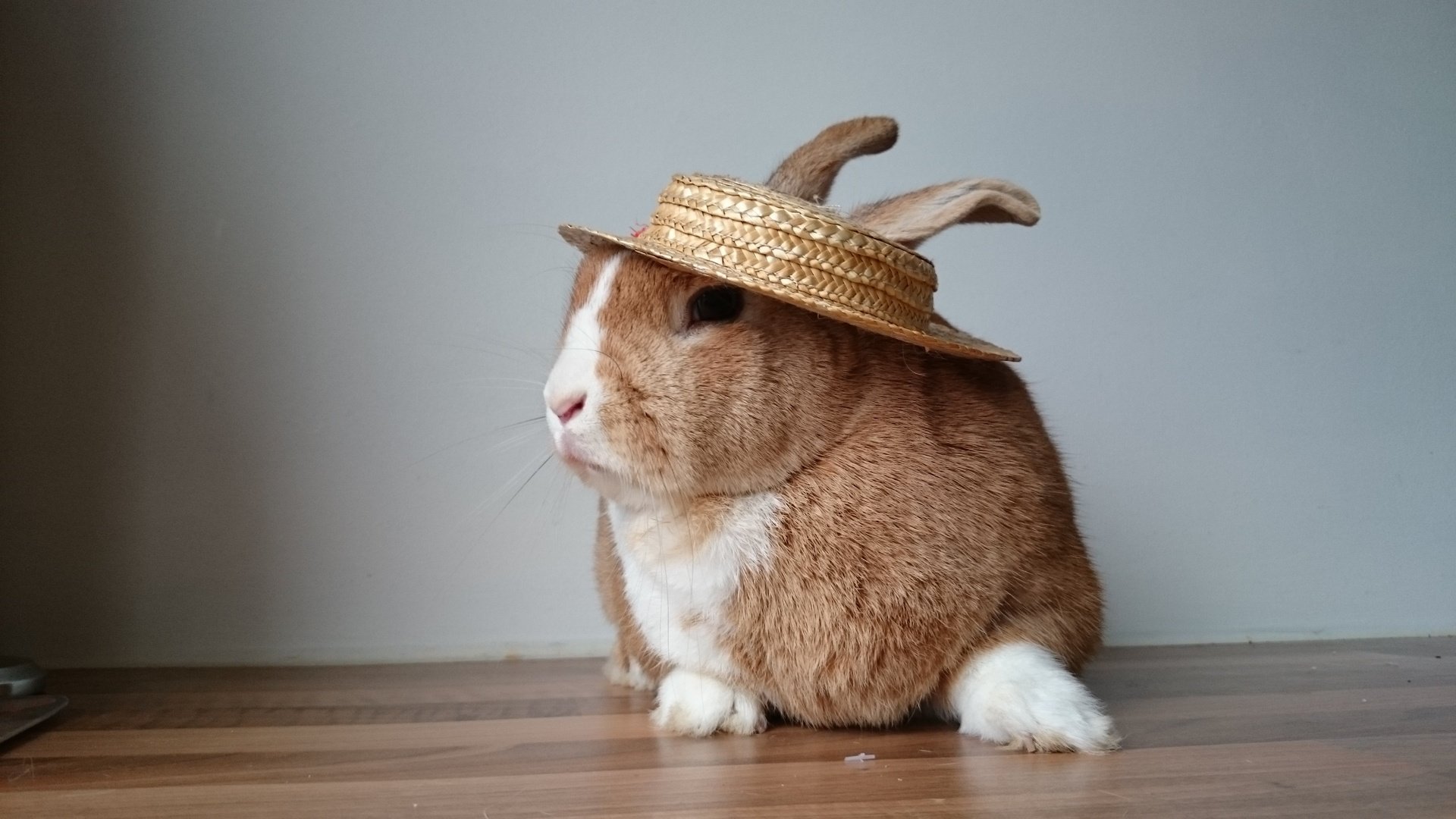 "I'll Eat My Hat" Straw Rabbit Hat 830792008478