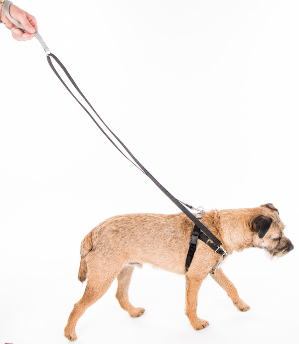 Freedom No Pull Harness Deluxe Training Package X Small 5/8" (Fits 15"20")