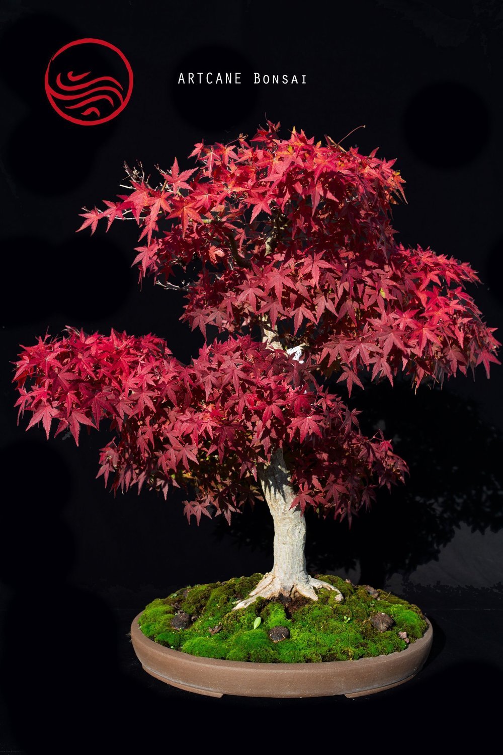  Bonsai  Acer  Palmatum Yama Momiji Taille 65 cm