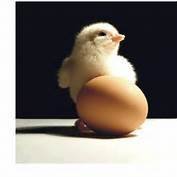 Chick Starter Crumbles 20% 00005