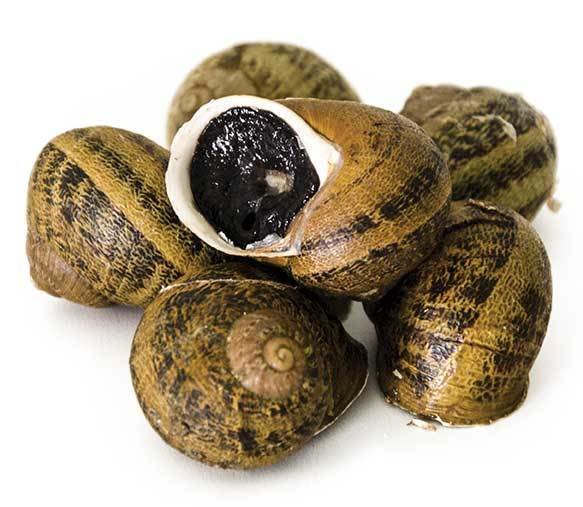 5,00 Kg Lumache Helix Aspersa Maxima LMUMAX