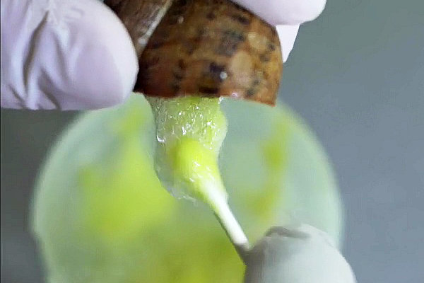 Bava di lumaca pura per uso cosmetico