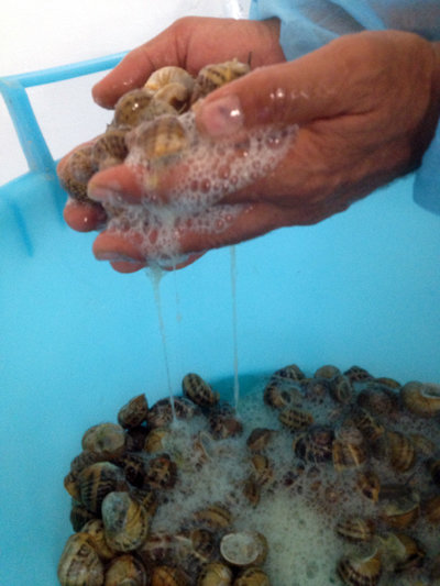 Bava di lumaca pura per uso cosmetico