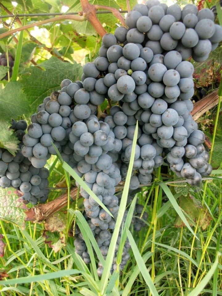 Sunshine Coast Delivery - Cloud9 2010 Bordeaux Cabernet Franc - Carton (6 bottles)