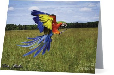 Parrots Take Flight I (horizontal) 00002