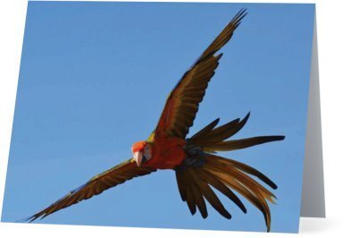 Parrots Take Flight II (horizontal) 00003