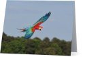 Parrots Take Flight III (horizontal) 00004