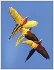 Parrots Take Flight IV (vertical) 00005
