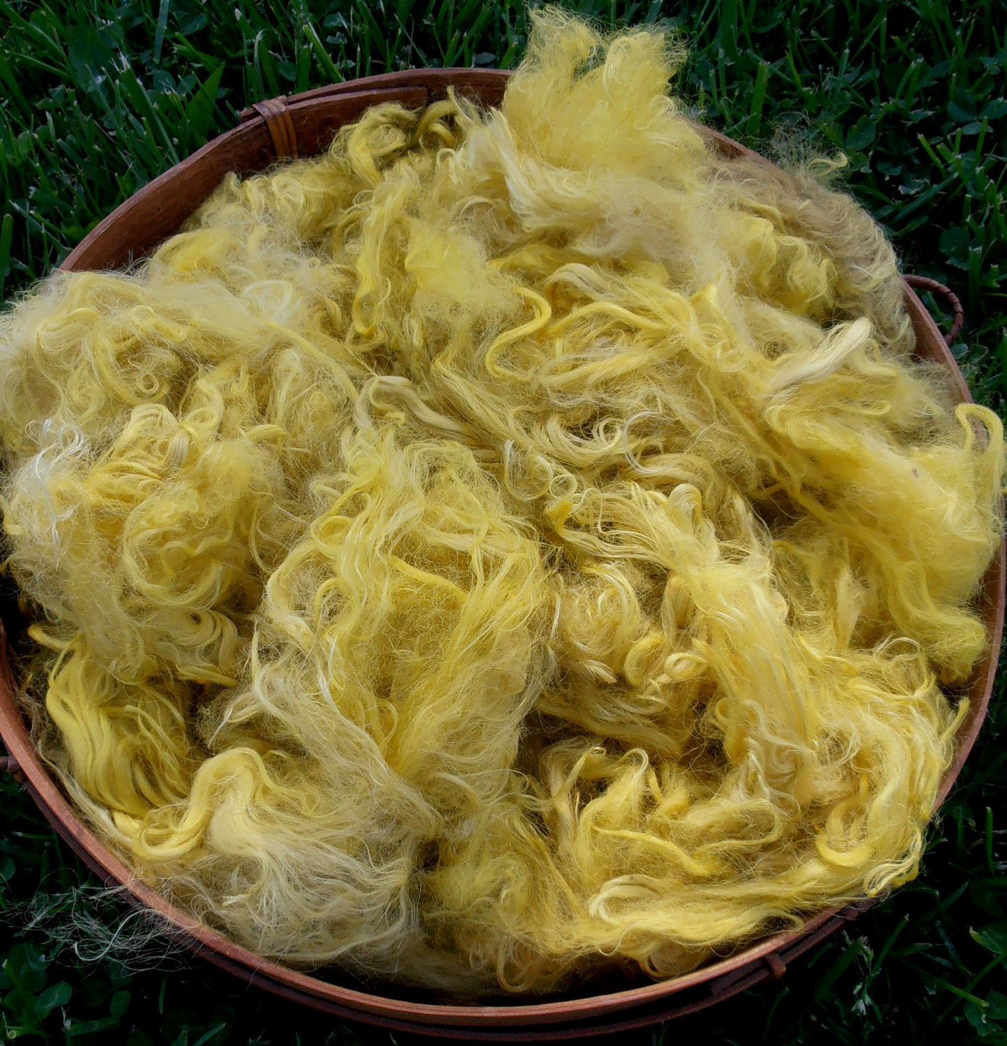 Hand-Dyed Suri Alpaca Fiber, 6 Inches, Daisy 00216