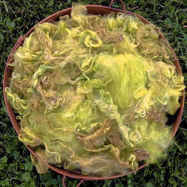 Hand-Dyed Suri Alpaca Fiber, 5 Inches, Wattle 17868