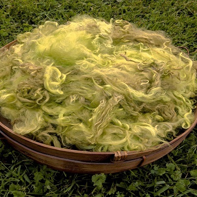 Hand-Dyed Suri Alpaca Fiber, 5 Inches, Wattle