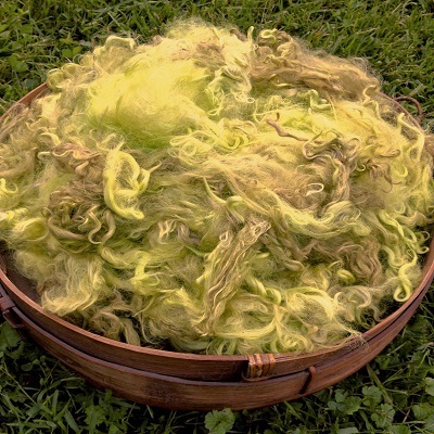 Hand-Dyed Suri Alpaca Fiber, 5 Inches, Wattle