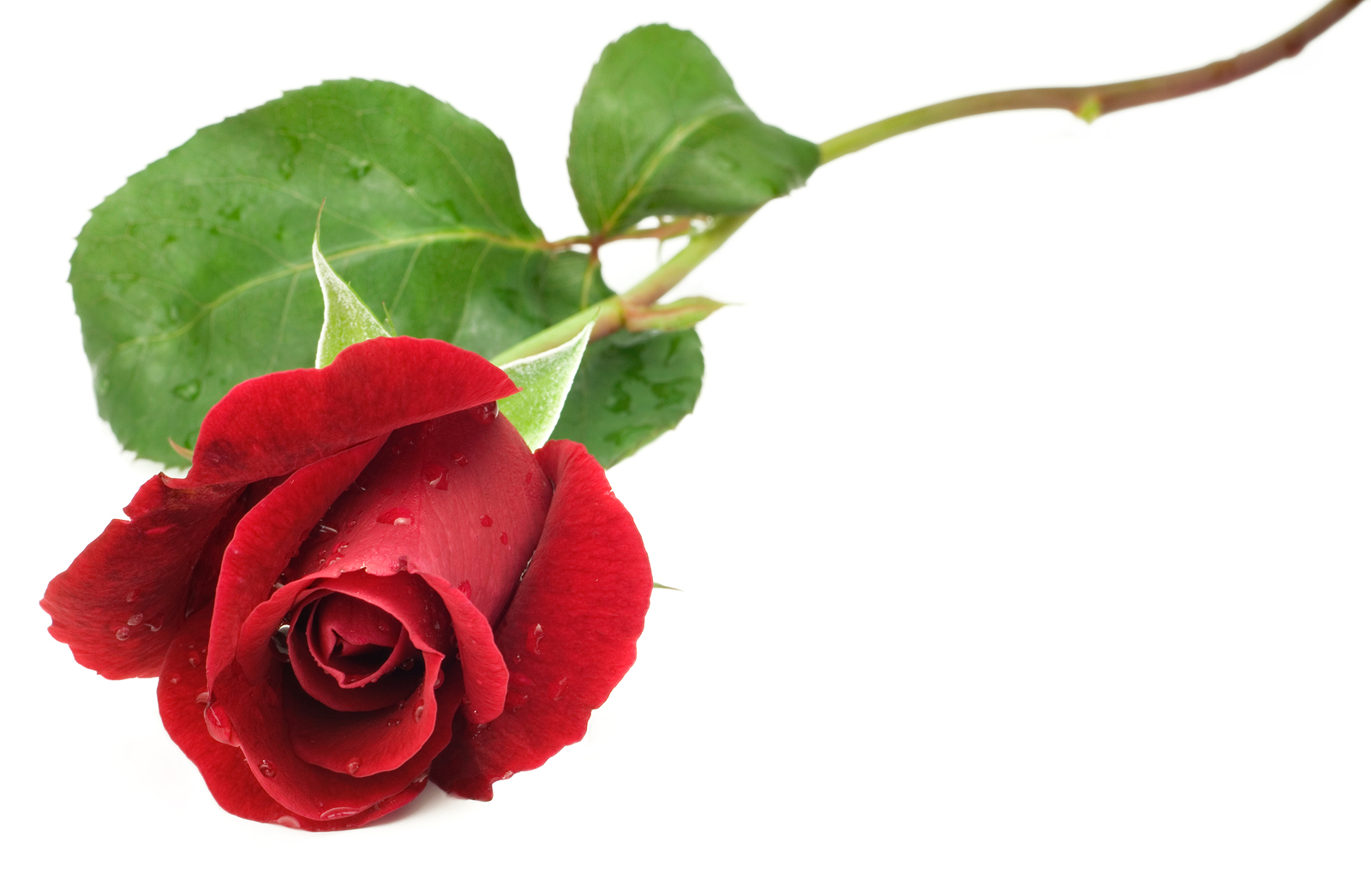 Individual Rose SV19RS